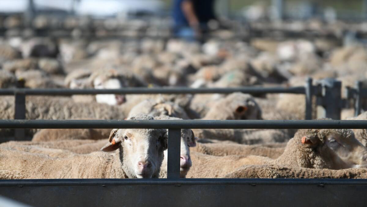 Most of the usual buyers were present and competing in a dearer market at Tuesday's sheep sale at Forbes' Central West Livestock Exchange. File picture