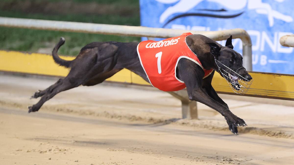 IMAGES: Supplied, Greyhound Racing New South Wales.