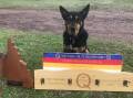 Eugowra Kelpie Karana Roy IV took out the Queensland State Utility Title earlier this month for breeders Kevin and Kay Howell.