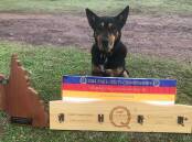 Eugowra Kelpie Karana Roy IV took out the Queensland State Utility Title earlier this month for breeders Kevin and Kay Howell.